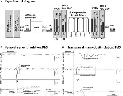 Improved Exercise Tolerance with Caffeine Is Associated with Modulation of both Peripheral and Central Neural Processes in Human Participants